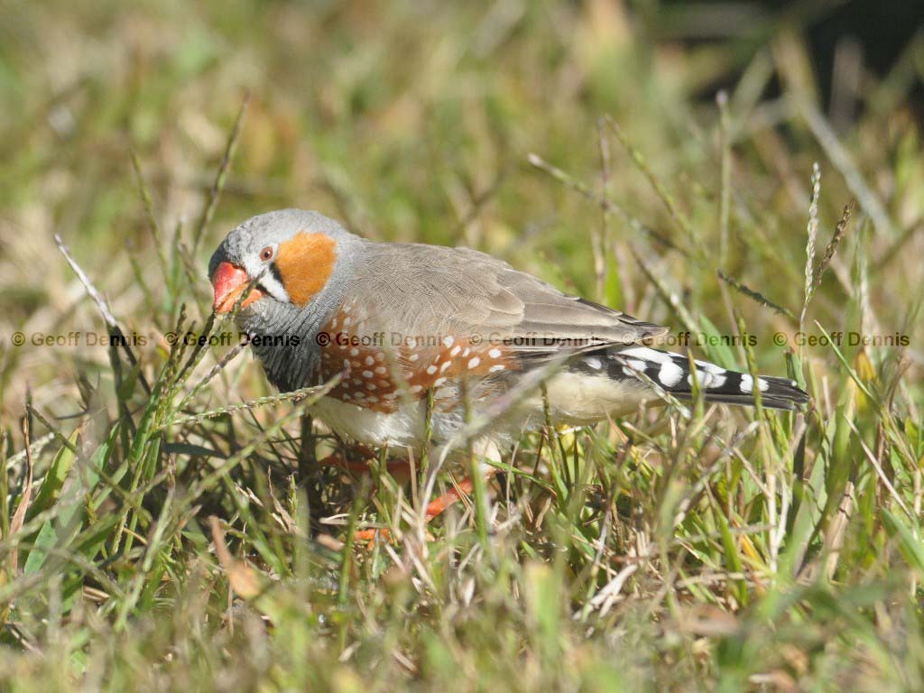 ZEFI-AA_Zebra-Finch