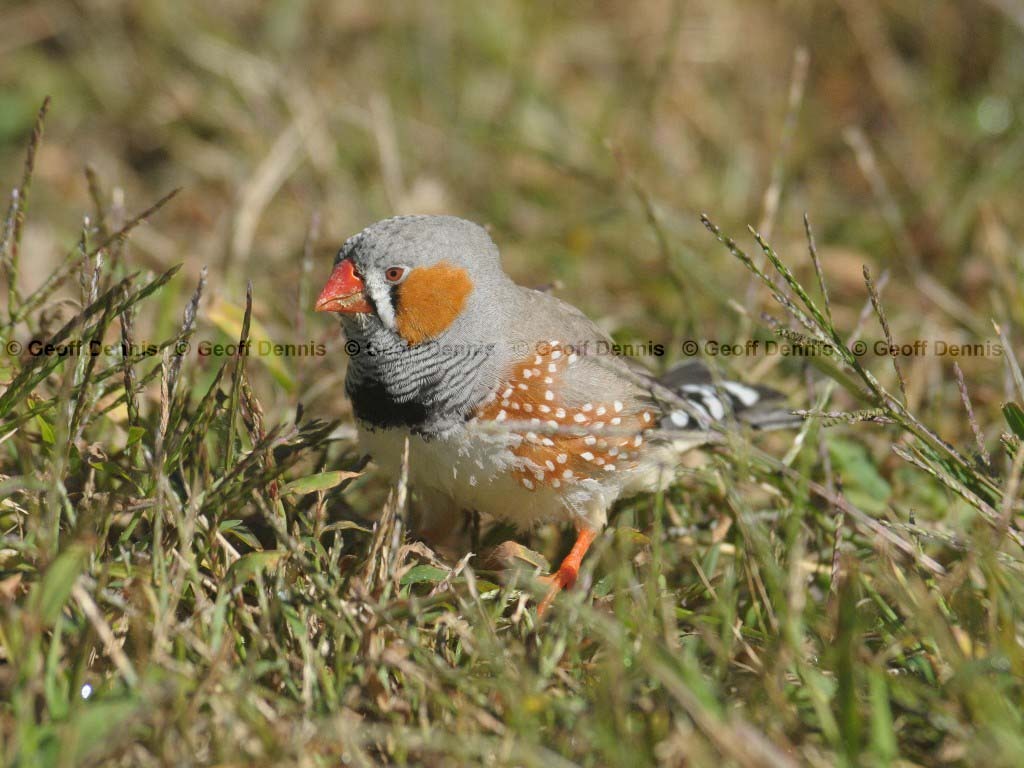 ZEFI-AB_Zebra-Finch