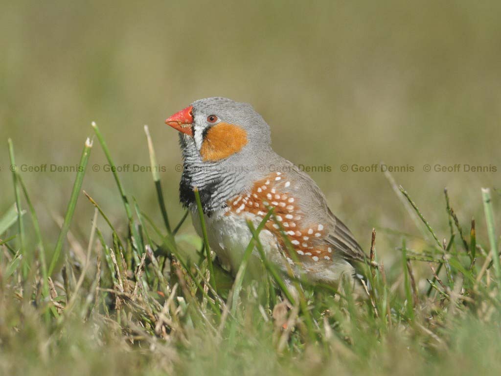 ZEFI-AC_Zebra-Finch